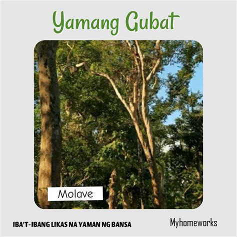 katotan sa gubat|GUBAT: Definition of the Tagalog word gubat in English..